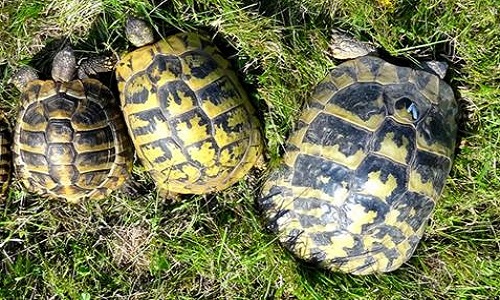 Pour l'ouverture d'un élevage de tortues