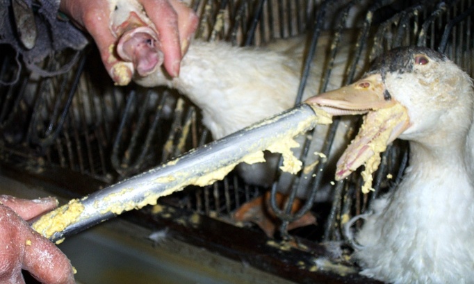 Ban Force Feeding: Stop the Cruelty of Foie Gras Production