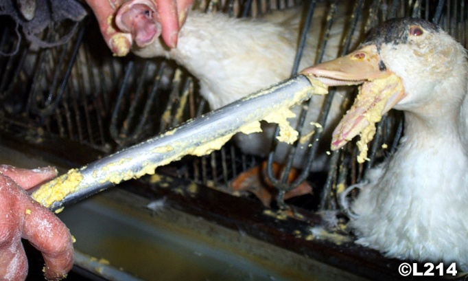 Interdire l'alimentation forcée : mettez fin à la cruauté de la production de foie gras