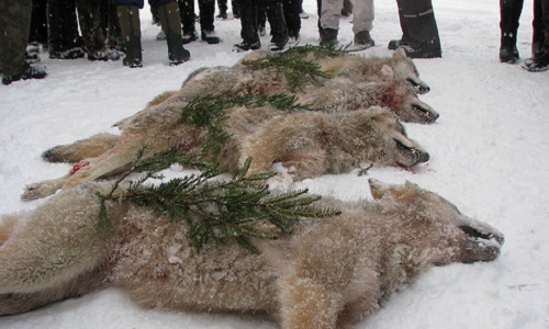 Contre la chasse au loup