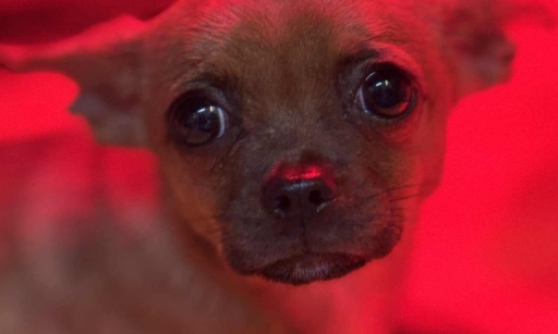 Stop à l'abandon des animaux pour des soins vétérinaires !