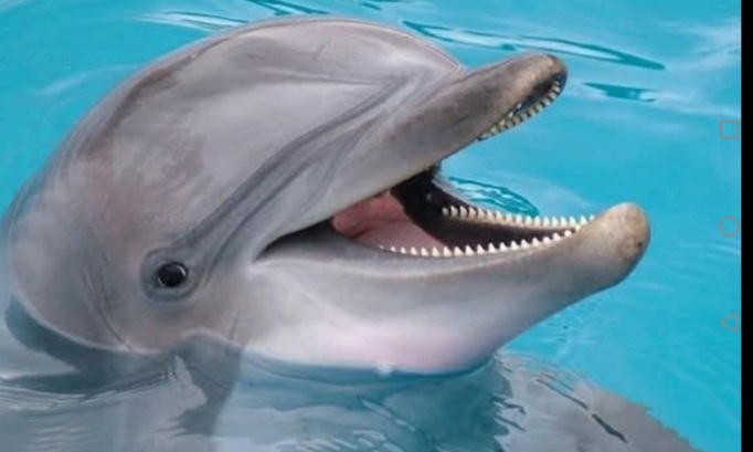 Pétition très urgente pour empêcher le transfert des dauphins à Malaga