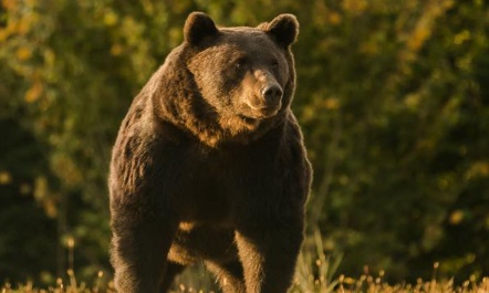 Pour une cohabitation sereine avec les ours bruns en Roumanie