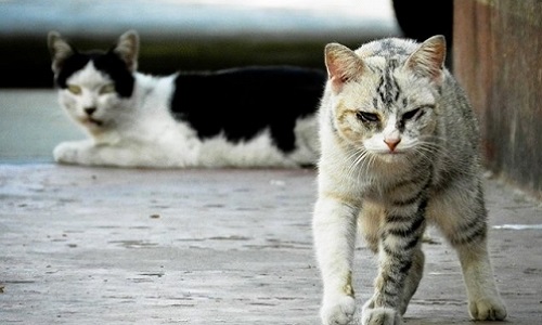 Invasion de chats et maltraitance d'animaux !