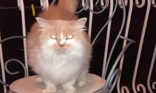 Retrait de chiens dangereux