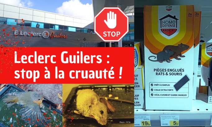 Stop à la cruauté animale au Leclerc de Guilers