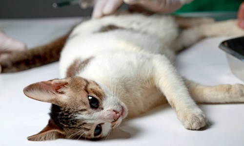 Accordez un crédit d'impôt pour la stérilisation des animaux de compagnie !