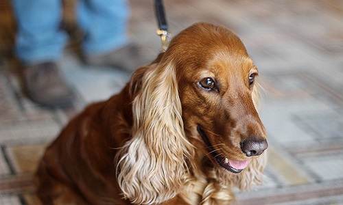 Sauver un pauvre cocker de l'euthanasie
