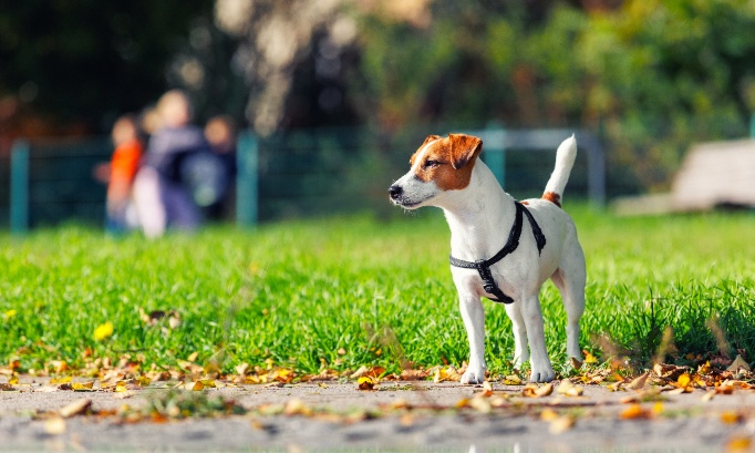 Contre la fermeture du parc à chiens de Tassin 69160