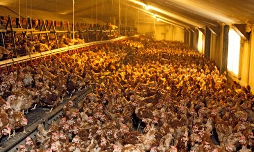 Non à l'élevage industriel de poulets à Fleury-la-tour dans la Nièvre !