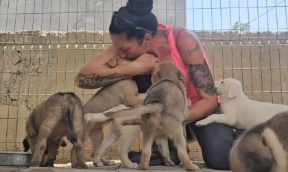 330 chiens en danger avant l'hiver : un refuge a besoin de votre aide en Bulgarie