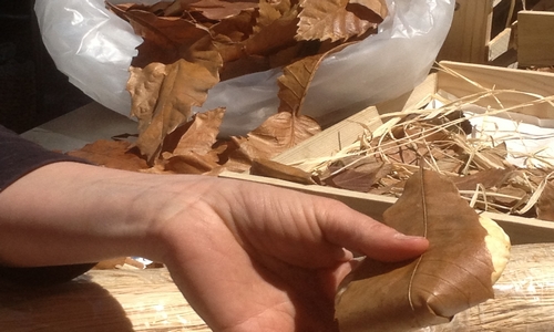 Gardons le Banon AOP en France et en Europe !