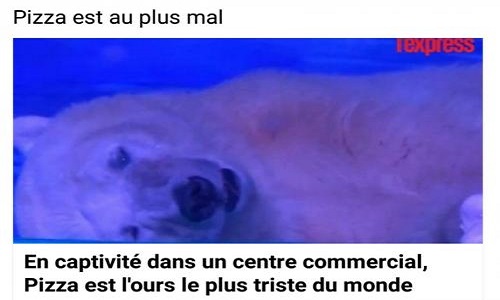L'ours le plus triste du monde