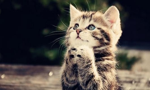 Pour la création d'une chatterie en Corse