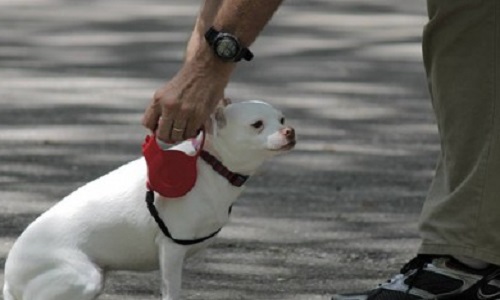 Pour l'ouverture d'un centre canin de dressage !