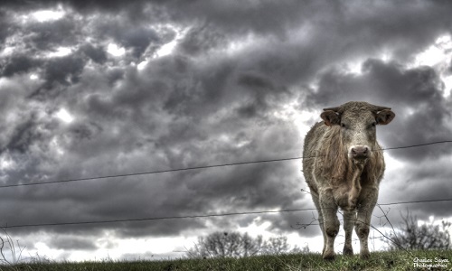 Stop à la pollution générale en campagne !