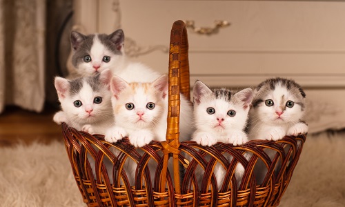 Réglementation des abus de vente animaux !