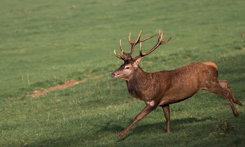 Abolition de toutes les chasses en France