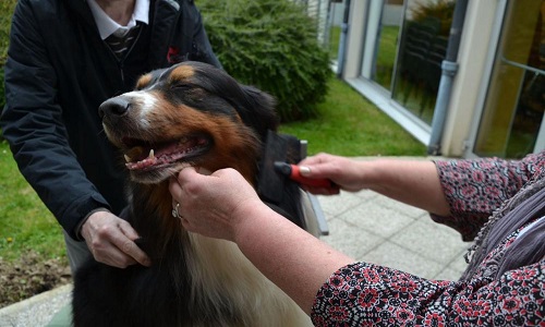Pour des animaux en maison de retraite ou EHPAD