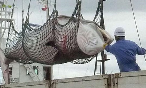Norvégiens! Stop au veto sur le sanctuaire des baleines!
