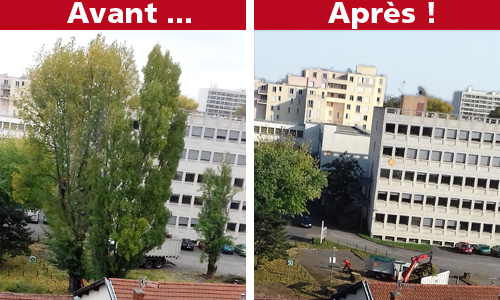 Abattage de 4 peupliers : UN SCANDALE !