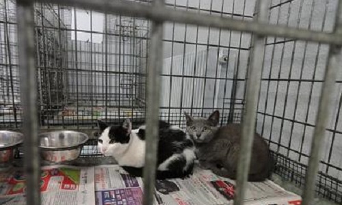 Pour obtenir les garanties optimales au traitement des animaux dans la fourrière SACPA