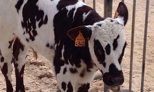 Que Prince ait la vie sauve !