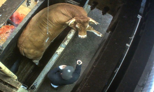 Interdire la maltraitance et dans les abattoirs