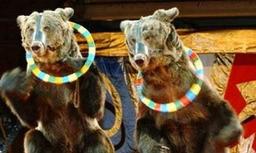 Non aux cirques avec animaux dans la ville du Havre