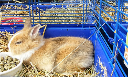 Halte au lapin dans ma chambre