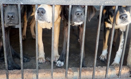 Trafic de chiens en France et pays de l'Est