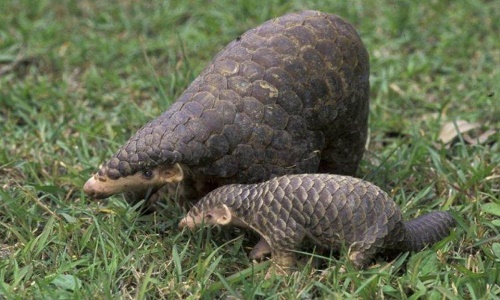 Sauvons les pangolins !