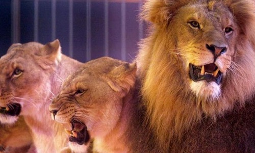 Non aux animaux dans les cirques!