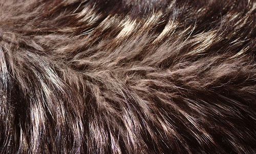 Leclerc vend de la véritable fourrure