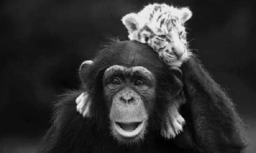 Pour que le maltraitance animale soit un enjeux politique pour 2017