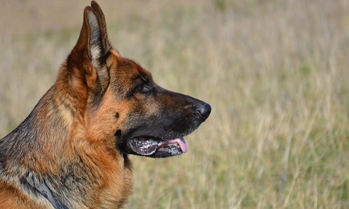 La vidéo du 7 novembre concernant le Berger Allemand de 2 ans euthanasié en Belgique