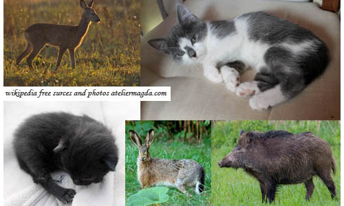 Stop à la chasse à côté des maisons les week-ends