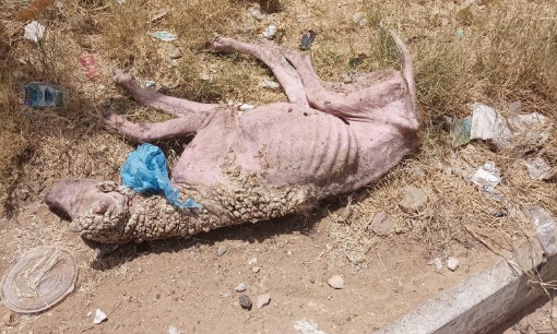 Les animaux errants du Maroc méritent de vivre et d'être protégés