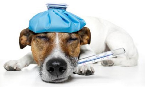 Soins animaliers à tarif réduit pour les propriétaires à faibles revenus.