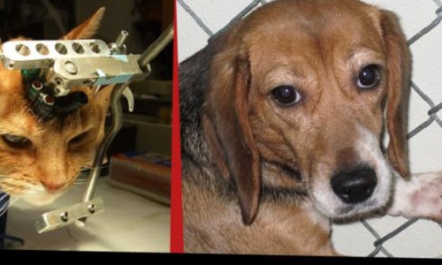 Pour l'abolition des expériences sur les animaux vivants