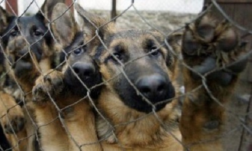 Pour qu'il n'y ait plus de sang qui coule des animaux quel qu'ils soient.