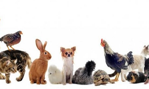 Pour que les soins d'animaux chez le vétérinaire soient déductibles des impôts à x%