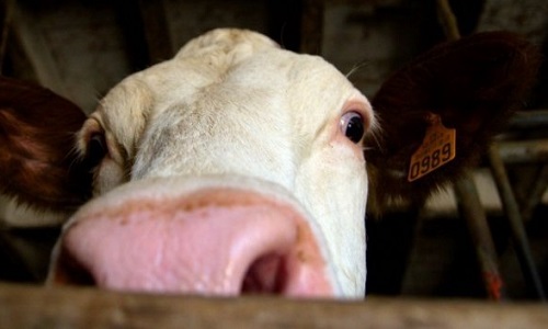 Interdire la livraison d'animaux de France en Iran pour qu'ils testent leurs abattoirs !