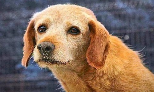 Vally, chien trauma de 14 ans , on me refuse une bonne famille expérimentée!