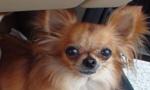 Demandons plus d'emplois attachés à la protection animale, contre les vols abandons  etc....