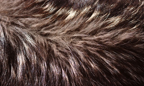 Halte à la fourrure en magasin