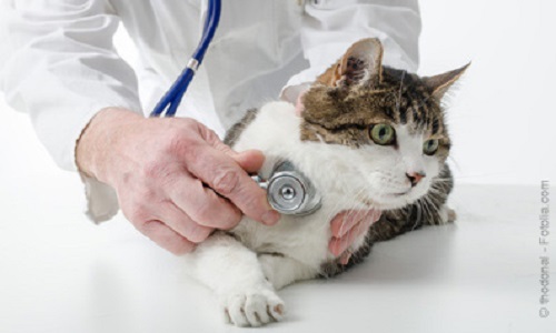 Soins vétérinaires animaux de compagnie TVA à taux réduit ou exonérés