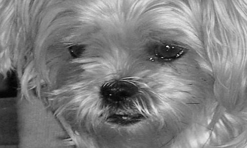 Soins chez le vétérinaire