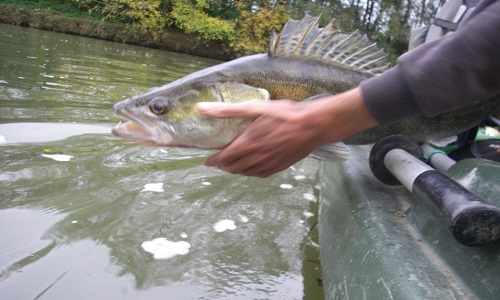 Augmentation de la taille légale pour le prélèvement des carnassiers