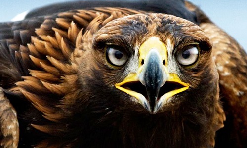 Stop à l'utilisation des aigles dans l'armée française
